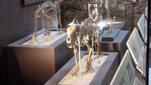 Prehistoric Predators Images photo