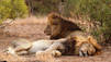 Lion Army