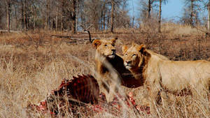 LION ARMY