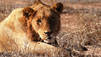 Lion Army
