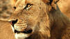 Lion Army