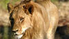 Lion Army