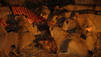Lion Army