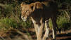 Lion Army