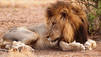 Lion Army