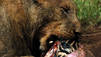 Lion Army