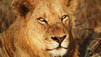 Lion Army