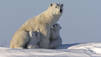 Arctic