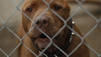 Rescued Animals