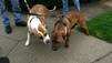 Rescued Animals