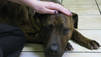 Rescued Animals