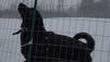 Rescued Animals