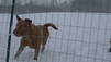 Rescued Animals