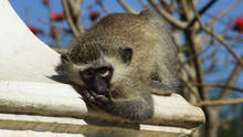 Monkeys foto