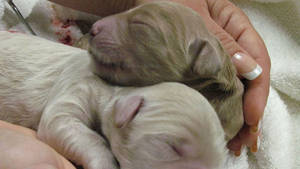 DOGS, PIGEONS AND HOGS