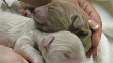 Dogs, Pigeons and Hogs foto