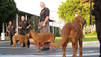 Dogs, Pigeons and Hogs