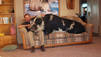 Dogs, Pigeons and Hogs