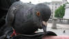 Dogs, Pigeons and Hogs