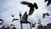 Dogs, Pigeons and Hogs