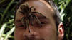 Horror-Insekten