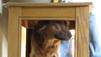 Puppy Mills, Boo und Bella