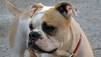 Puppy Mills, Boo und Bella