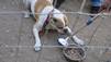 Puppy Mills, Boo und Bella