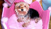 Puppy Mills, Boo und Bella