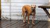 Puppy Mills, Boo und Bella