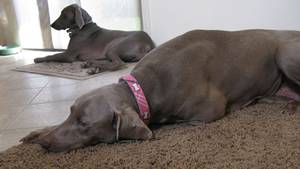 HARLEY, ÇILGIN KÖPEKLER VE MİLES MAXWELL