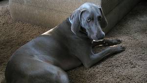 HARLEY, ÇILGIN KÖPEKLER VE MİLES MAXWELL