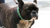 Puppy Mills, Boo und Bella