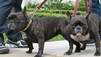 Puppy Mills, Boo und Bella