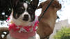 Puppy Mills, Boo und Bella