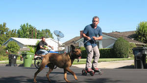 REGGIE, DIVA, ROCCO & VITO UND MUGSY