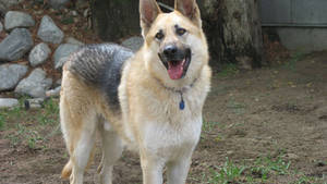 WILLIE, MAKE-A-WISH UND ZENA