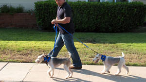 HUDSON & ORCHID UND LA ANIMAL CONTROL