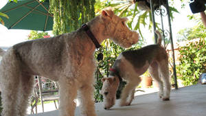 HUDSON & ORCHID UND LA ANIMAL CONTROL