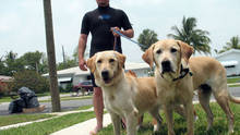 Gus, Abbey und Vinnie 5-SEG Foto