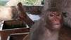 Monkey Thieves