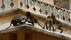 Monkey Thieves