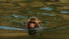 Monkey Thieves