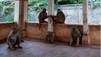 Monkey Thieves