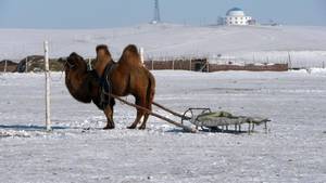 Местные традиции фото