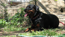 Troy und Roxy Foto