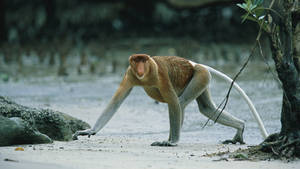 BORNEO