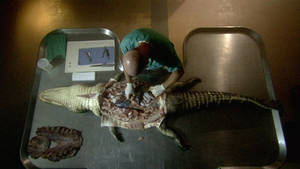 Alligators zombies photo