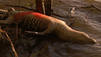 Alligators zombies