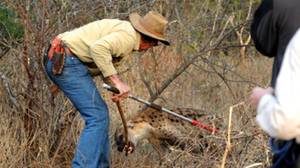 Les lions mangeurs d'homme photo